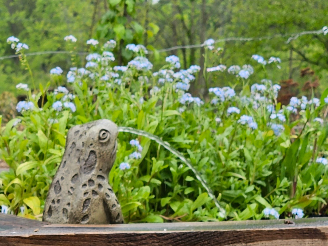 Myosotis scorpioides (water forget-me-not) in pond