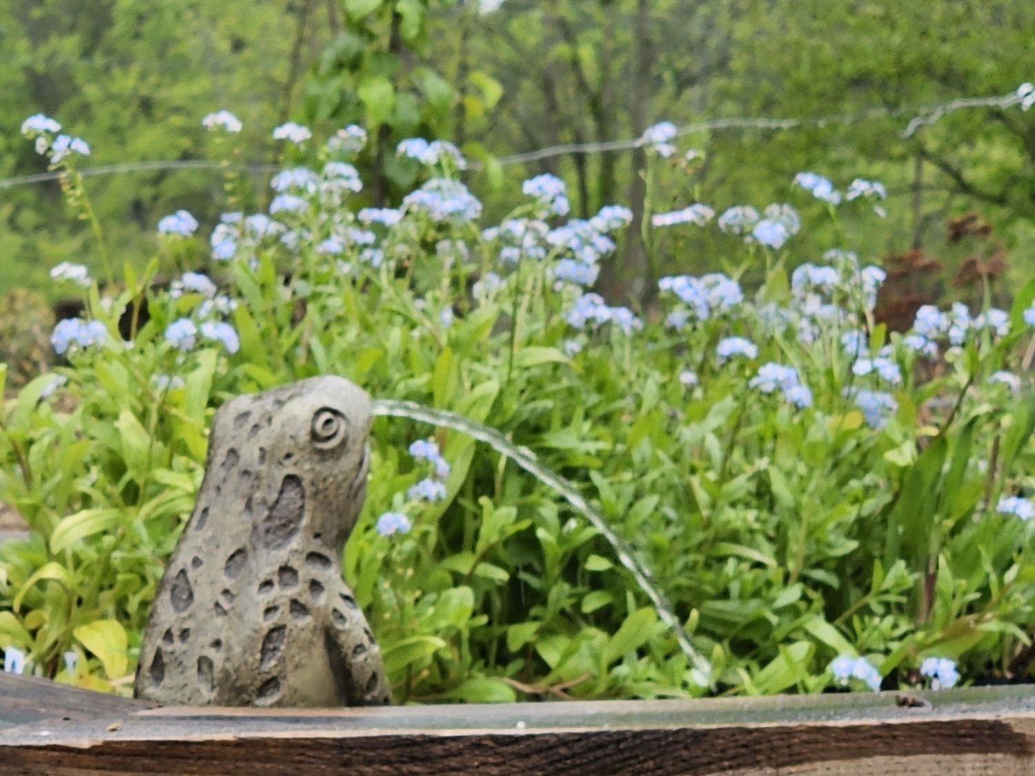 Myosotis scorpioides (water forget-me-not) in pond