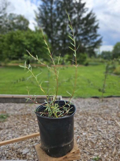 Salix Nancy Saunders sale size at The Old Dairy Nursery