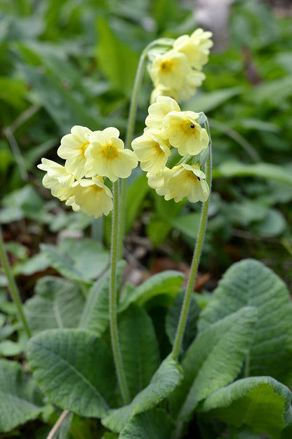 Primula elatior (oxlip) flowers and foliage