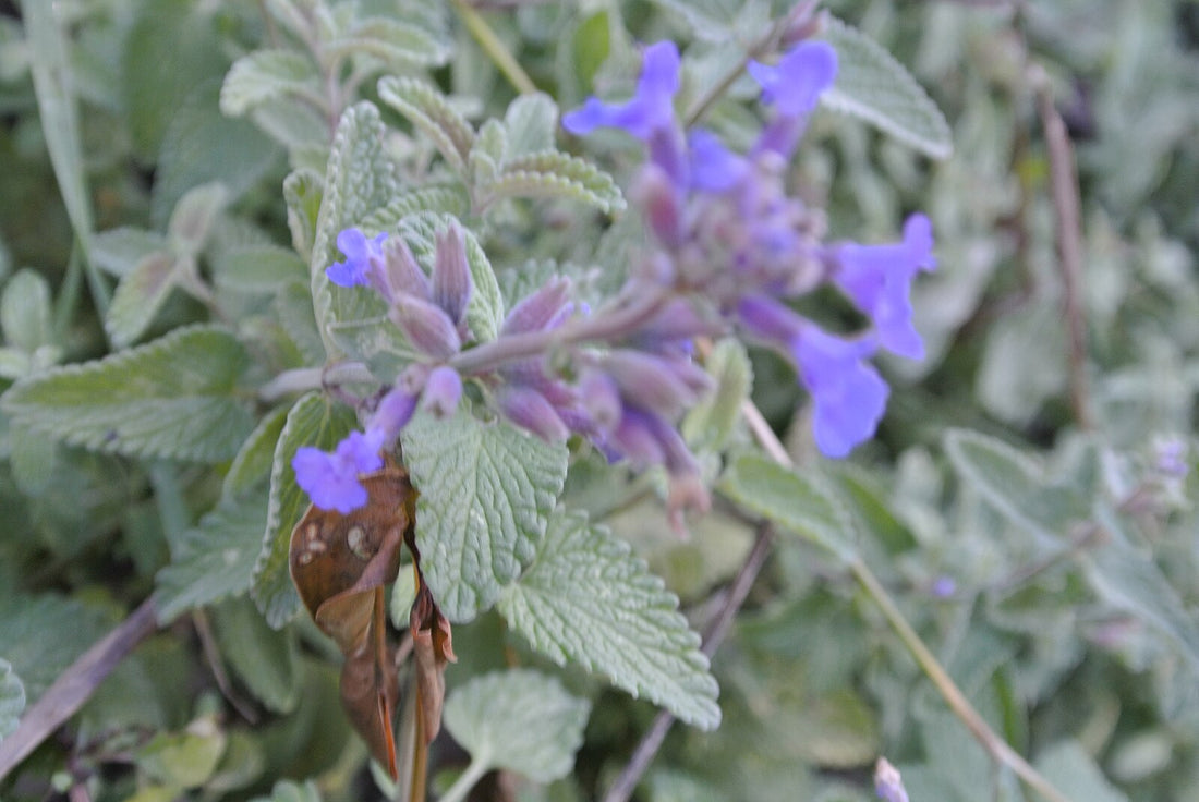 An up close image of the purple flowers and soft, silver sage foliage of Nepeta mussinii, also known as Persian catmint.