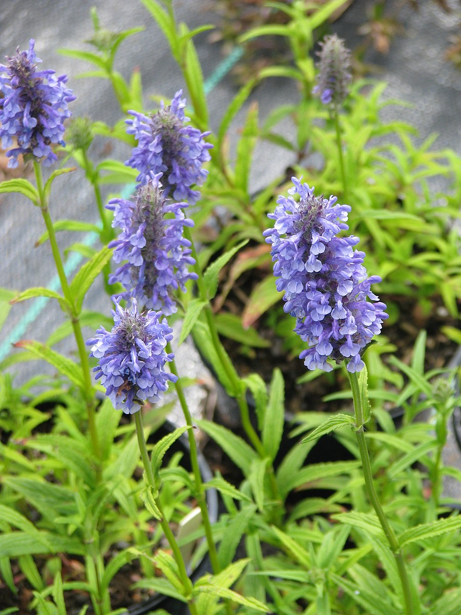 Nepeta nervosa (nerve catmint) bloom