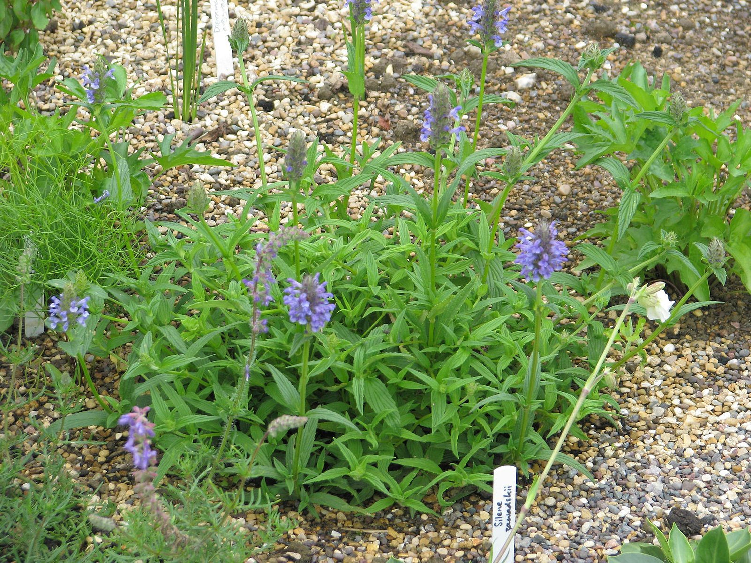 Nepeta nervosa (nerve catmint) form