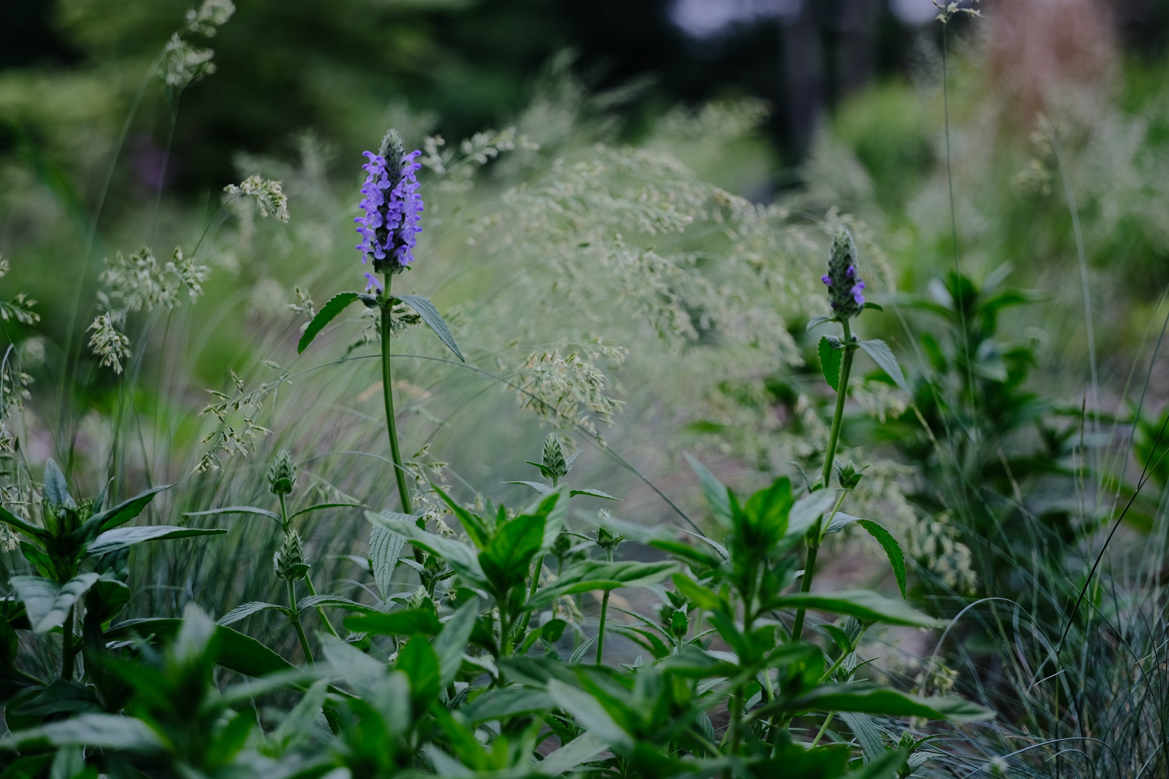 Nepeta nervosa | nerve catmint