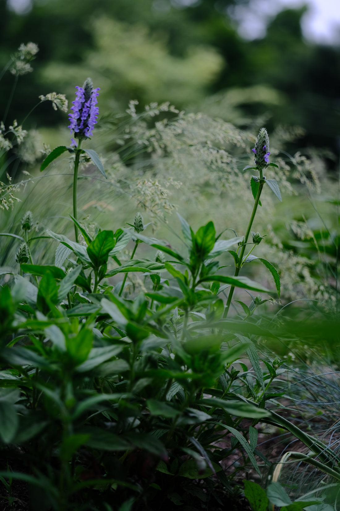Nepeta nervosa | nerve catmint