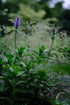 Nepeta nervosa | nerve catmint