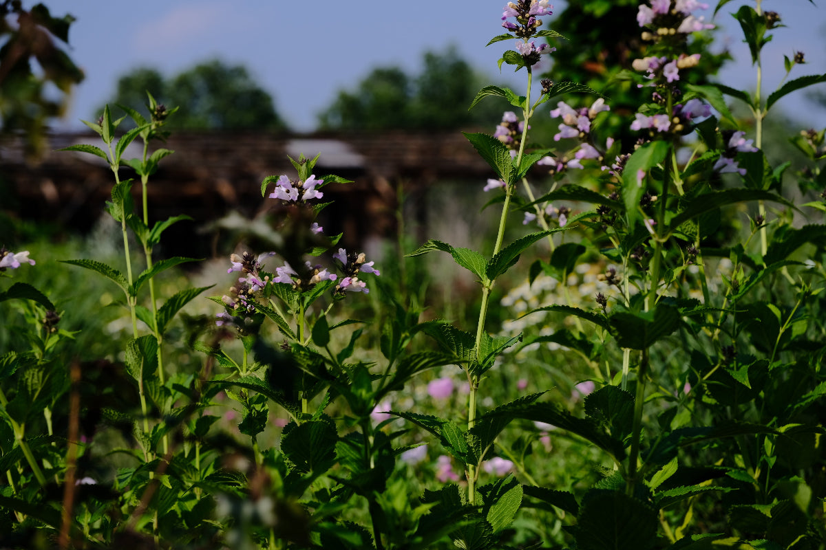 Nepeta subsessilis 'Pink Dreams' (catmint) 