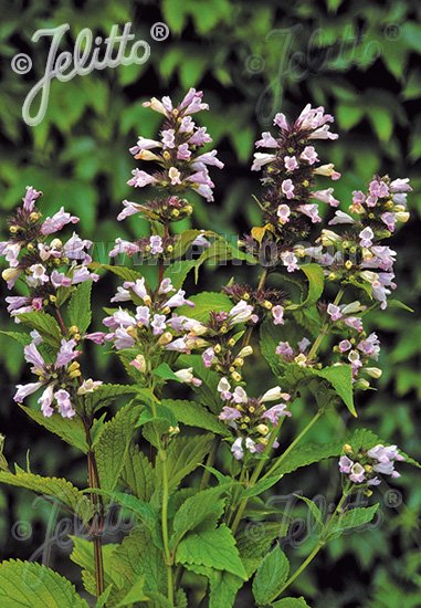 Nepeta subsessilis &