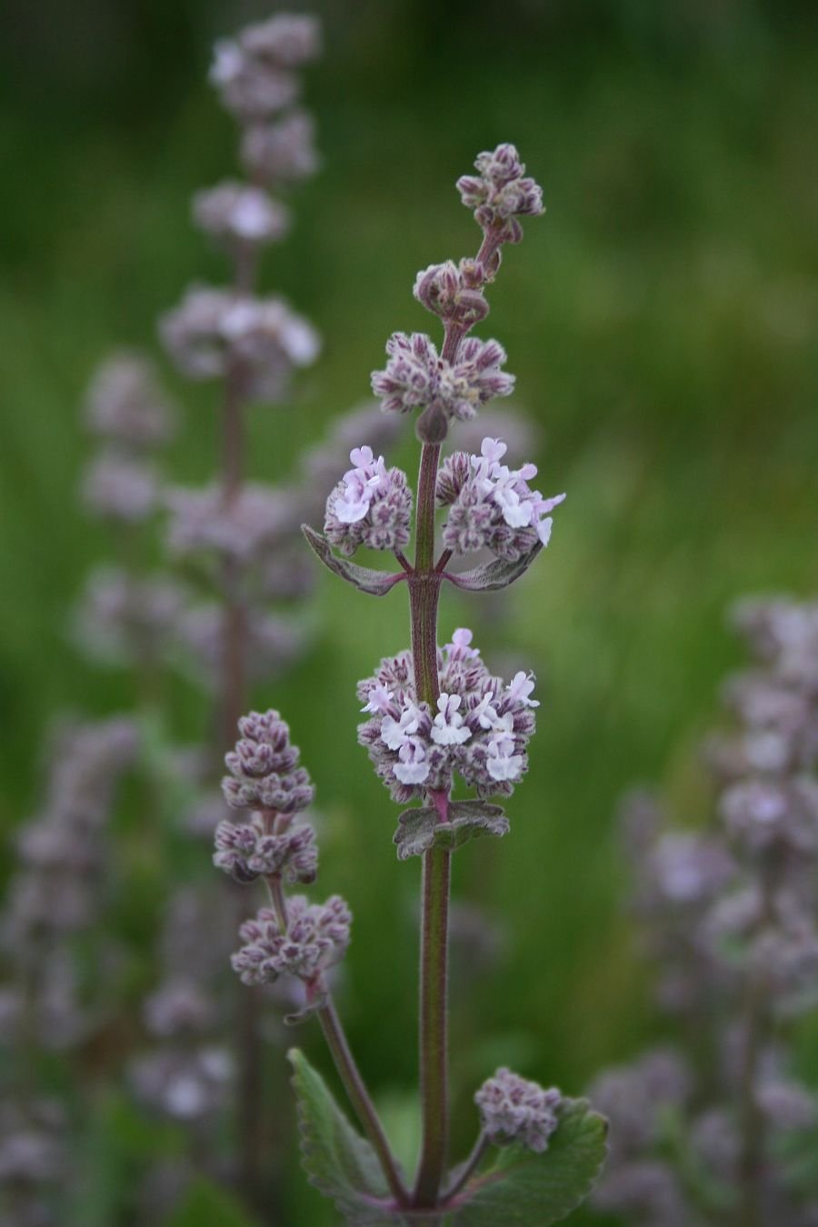 Nepeta nuda (naked catmint) flowers