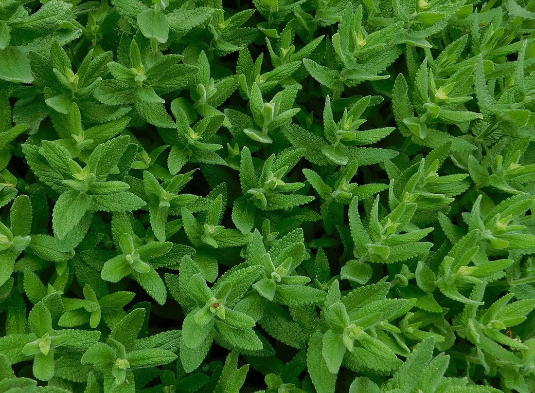 Nepeta nuda (naked catmint) foliage