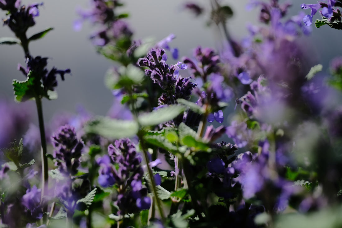 Nepeta racemosa &