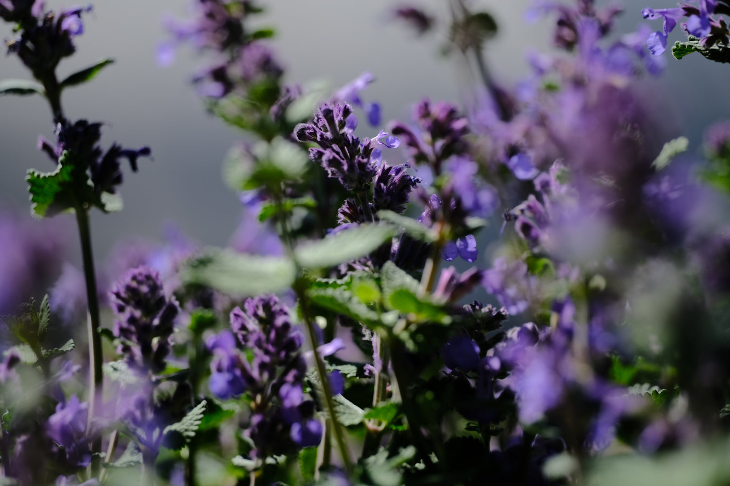 Nepeta racemosa &