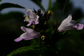 Nepeta subsessilis &