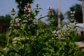 Nepeta subsessilis &