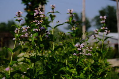 Nepeta subsessilis &