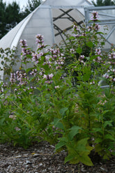 Nepeta subsessilis &