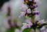 Nepeta subsessilis &