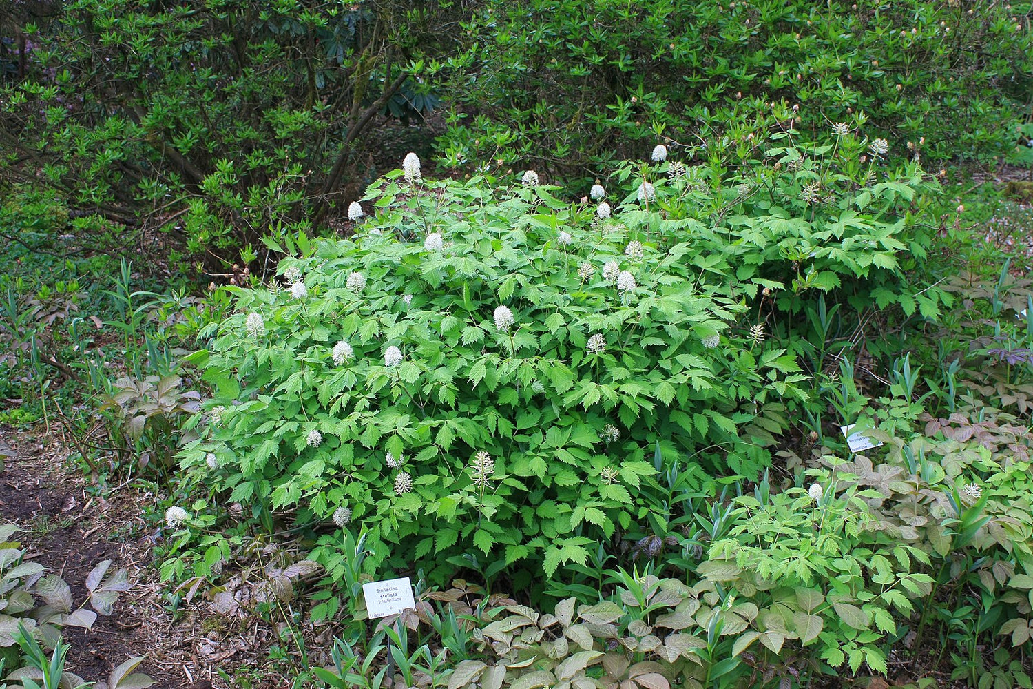 Actaea pachypoda (Cimicifuga alba)  form