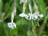 Silene nutans (nodding catchfly) white flowers