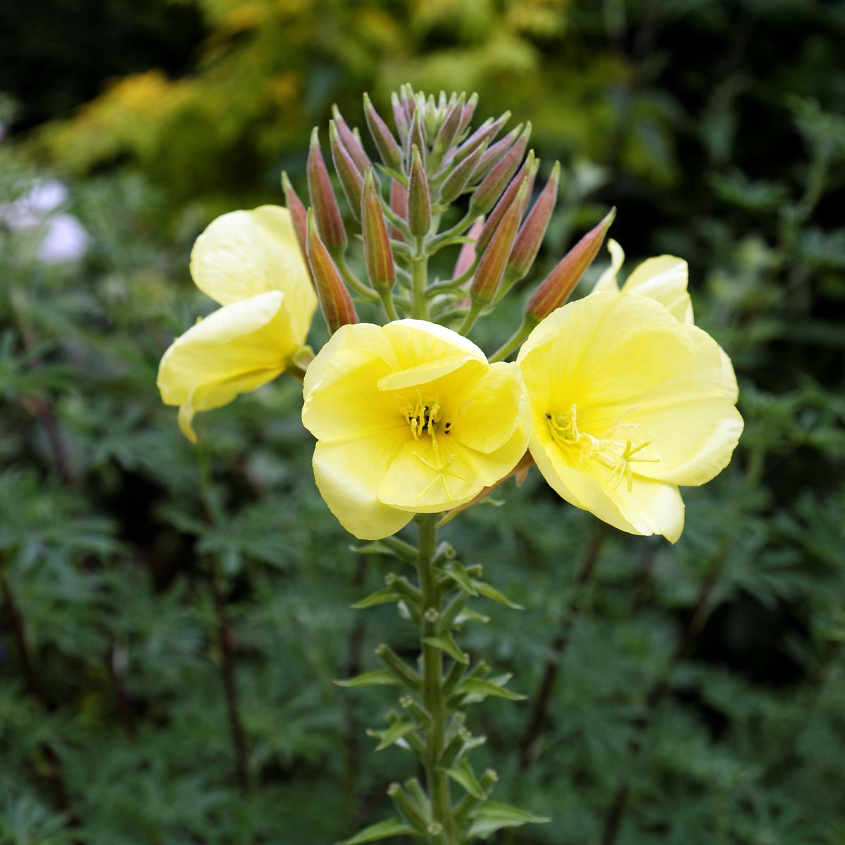 An image showing yellow evening primrose (Oenothera biennis) flowers with green foliage in the background.