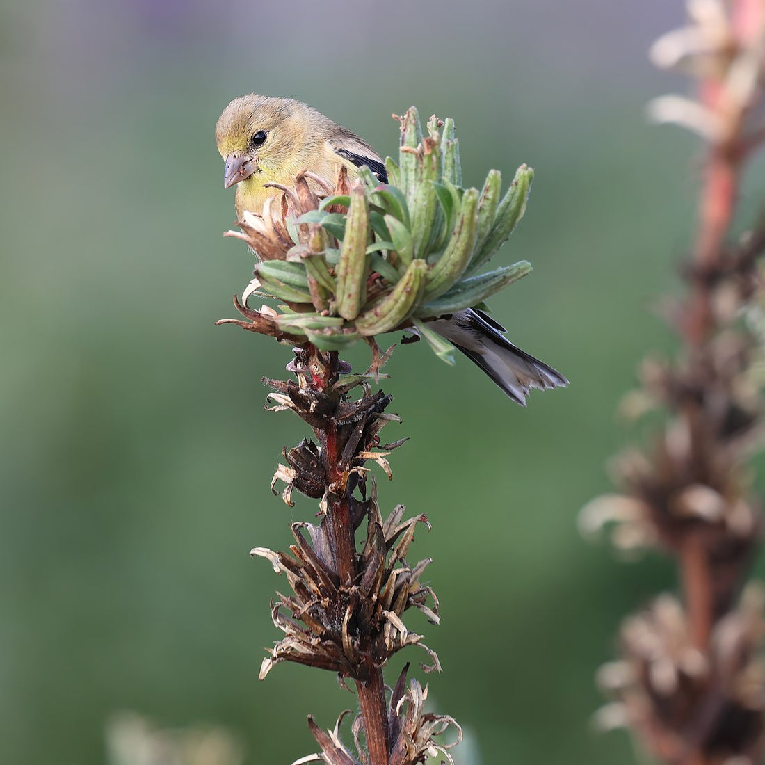 American Goldfinch sitting on top of evening primrose (Oenothera biennis) plant with blurred green background.