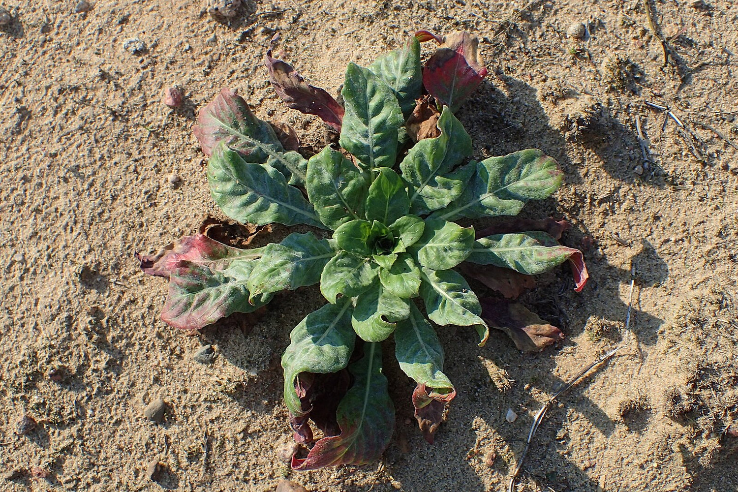 Green basal rosette of evening primrose (Oenothera biennis) on sandy background.