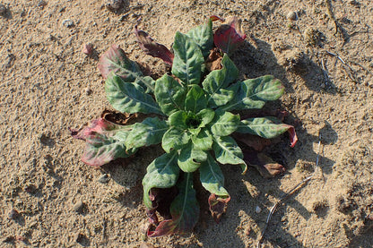 Green basal rosette of evening primrose (Oenothera biennis) on sandy background.