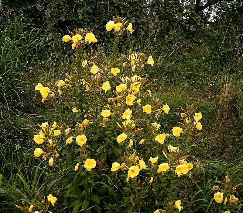 Oenothera glazioviana, commonly known as magic primrose, in full bloom in a natural setting.