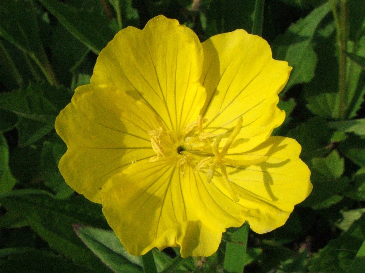 Oenothera macrocarpa (Missouri evening primrose) bloom