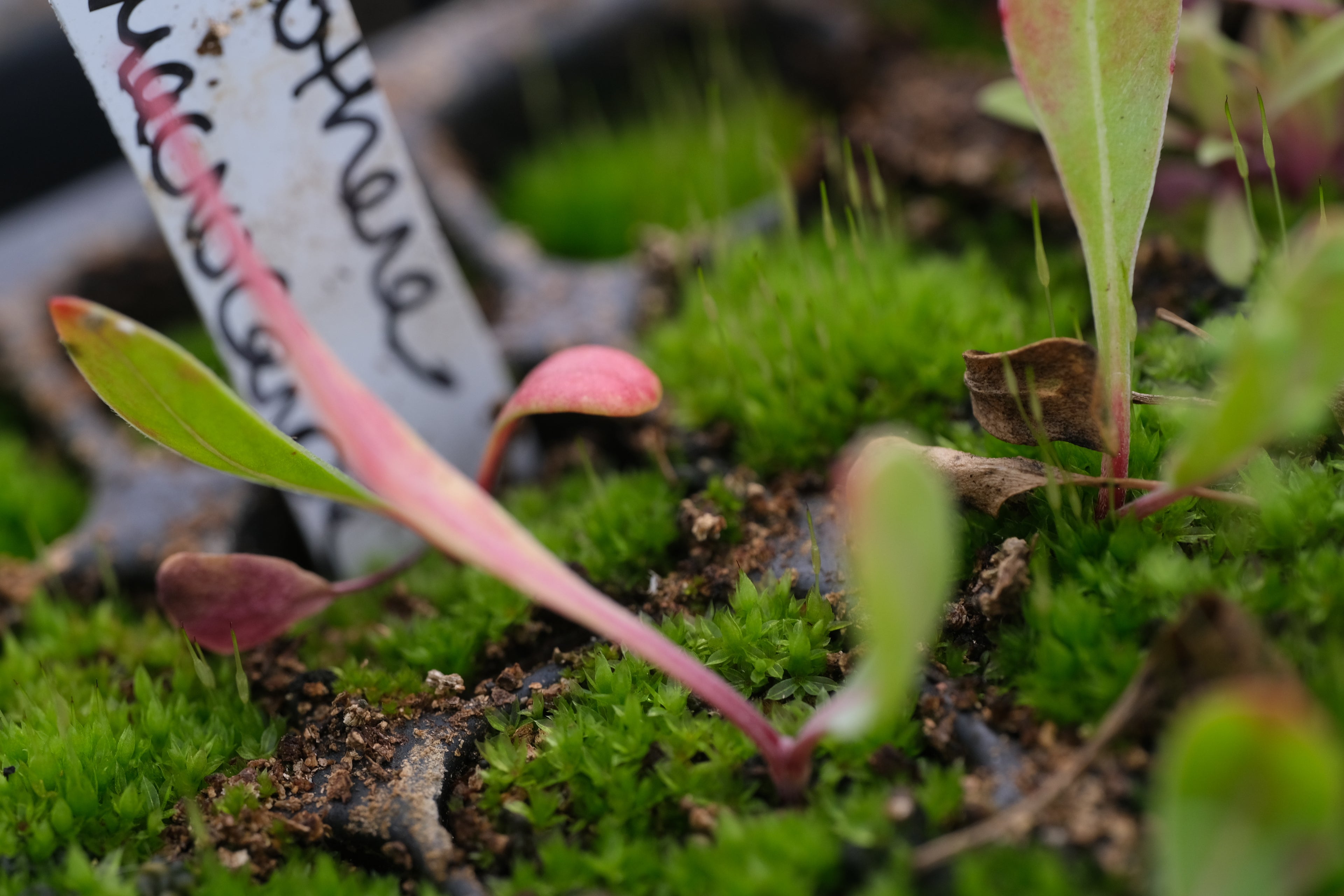 Oenothera macrocarpa seedling