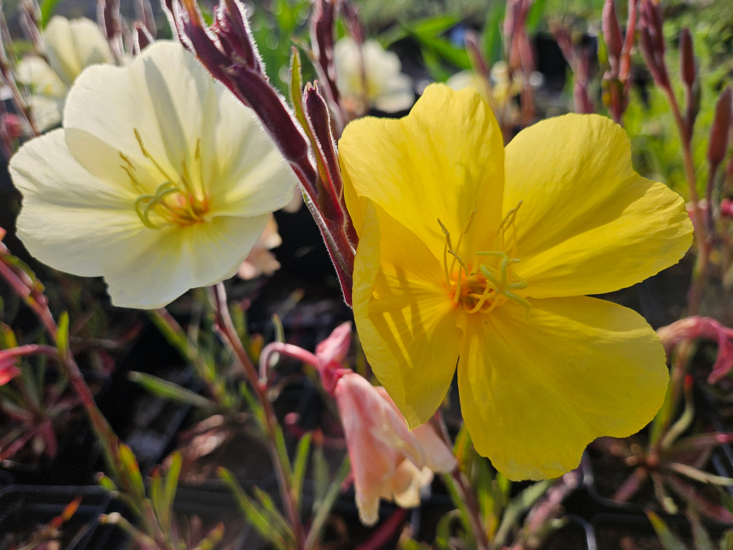 Oenothera odorata &