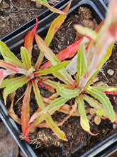 Oenothera odorata &