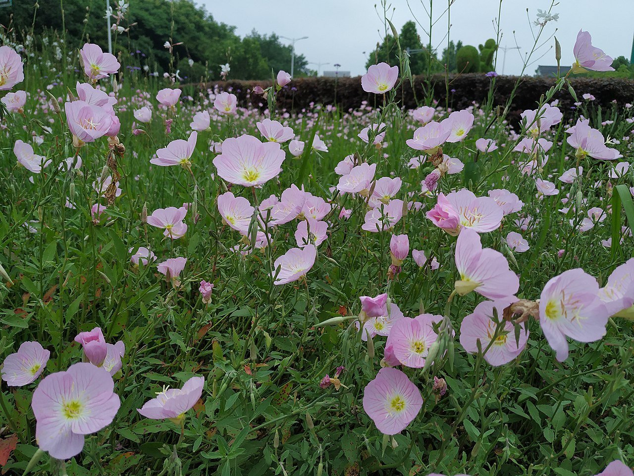 Oenothera speciosa (pinkladies)