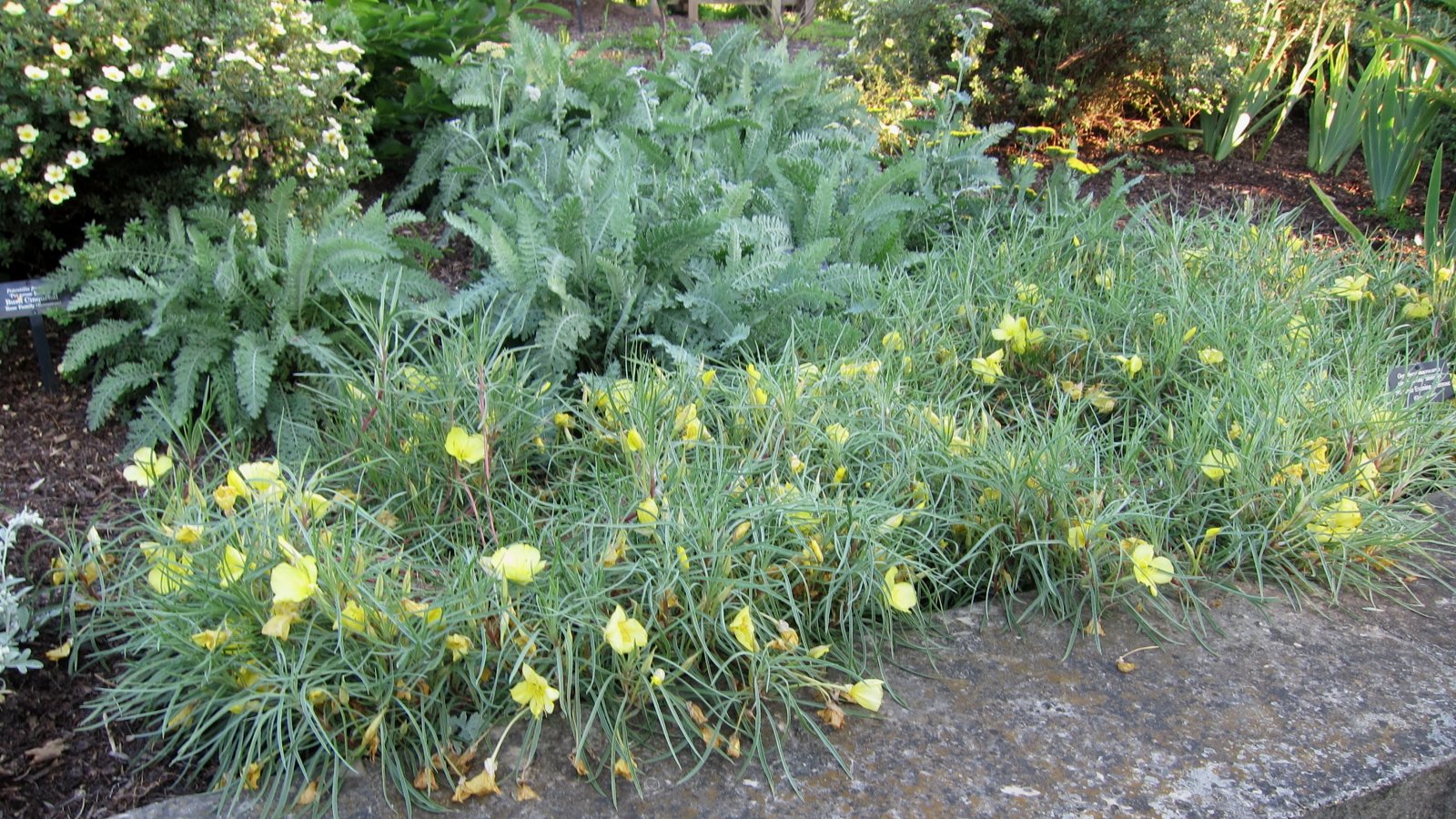 Oenothera macrocarpa (Missouri evening primrose) in the garden