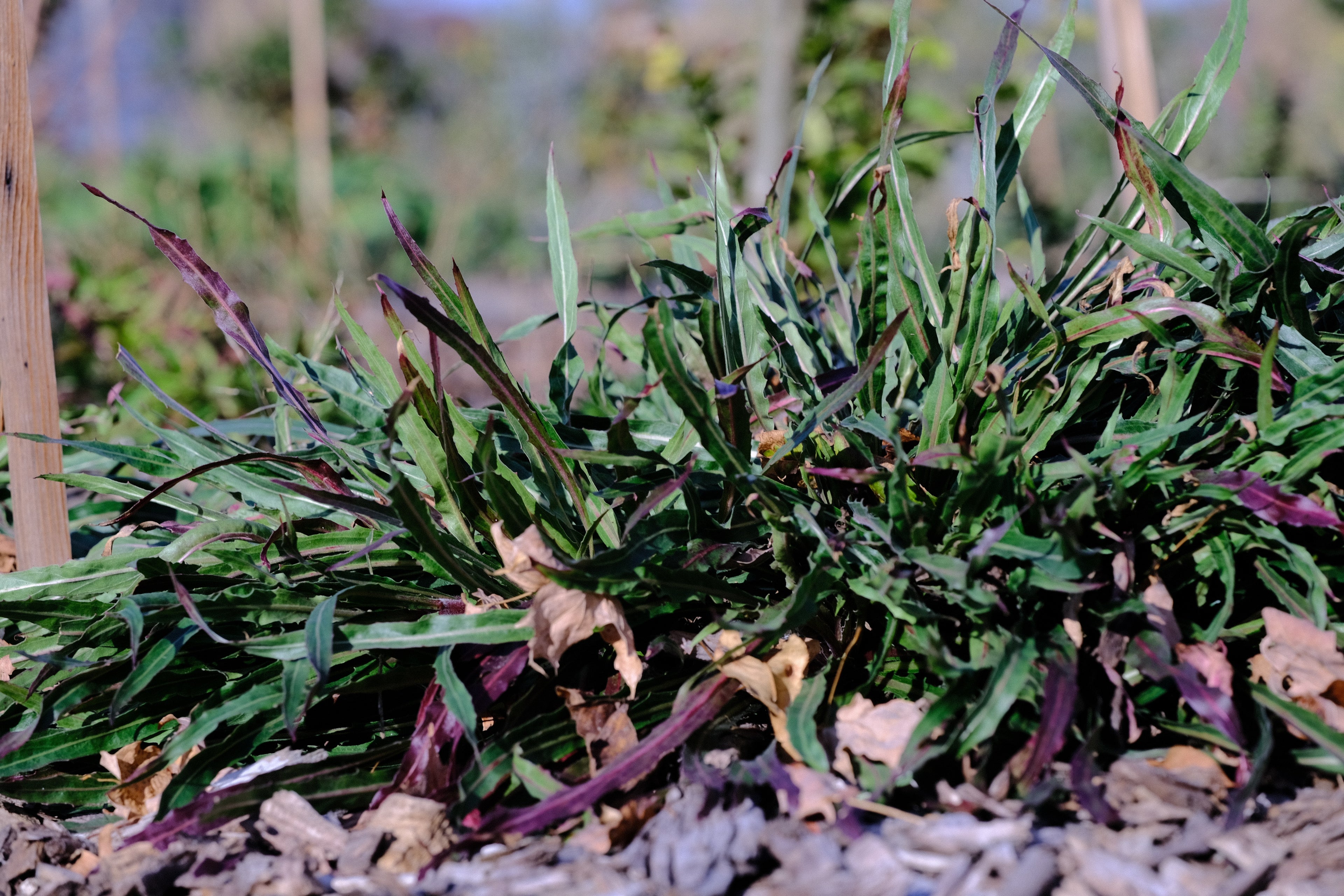 Oenothera odorata &