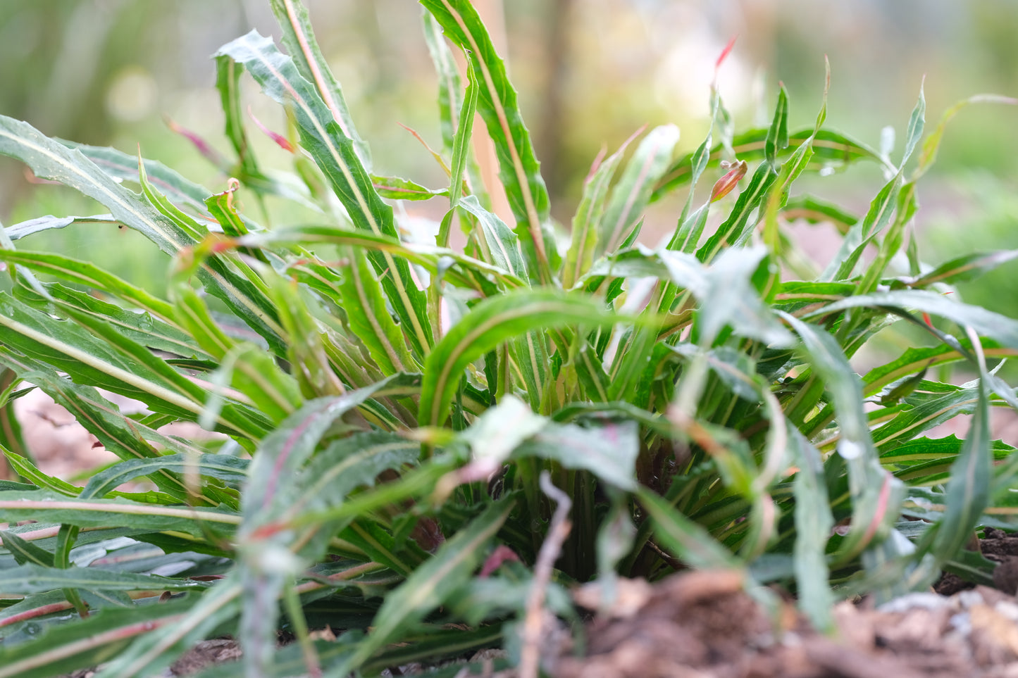 Oenothera odorata 'Sulphurea'