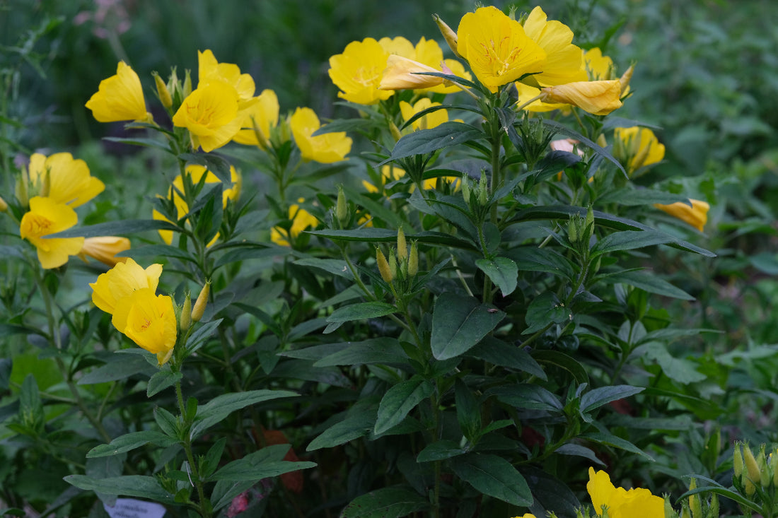 Oenothera pilosella (prairie sundrop) yellow flower