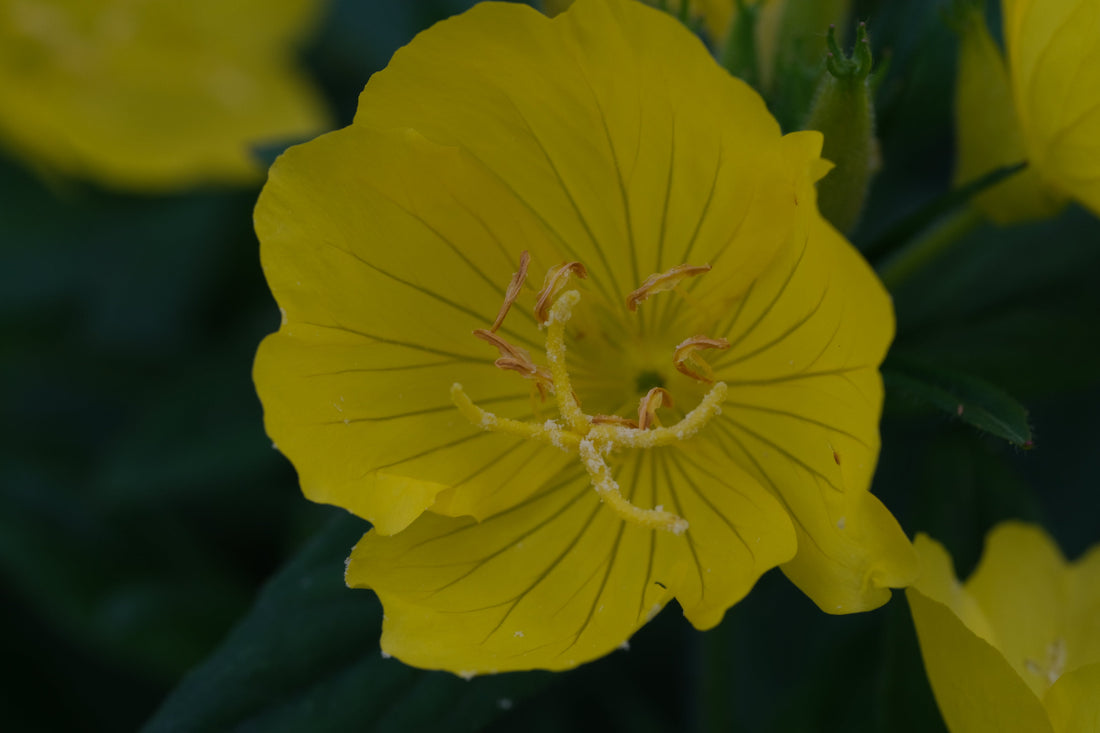 Oenothera pilosella (prairie sundrop) yellow flower