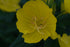 Oenothera pilosella (prairie sundrop) yellow flower