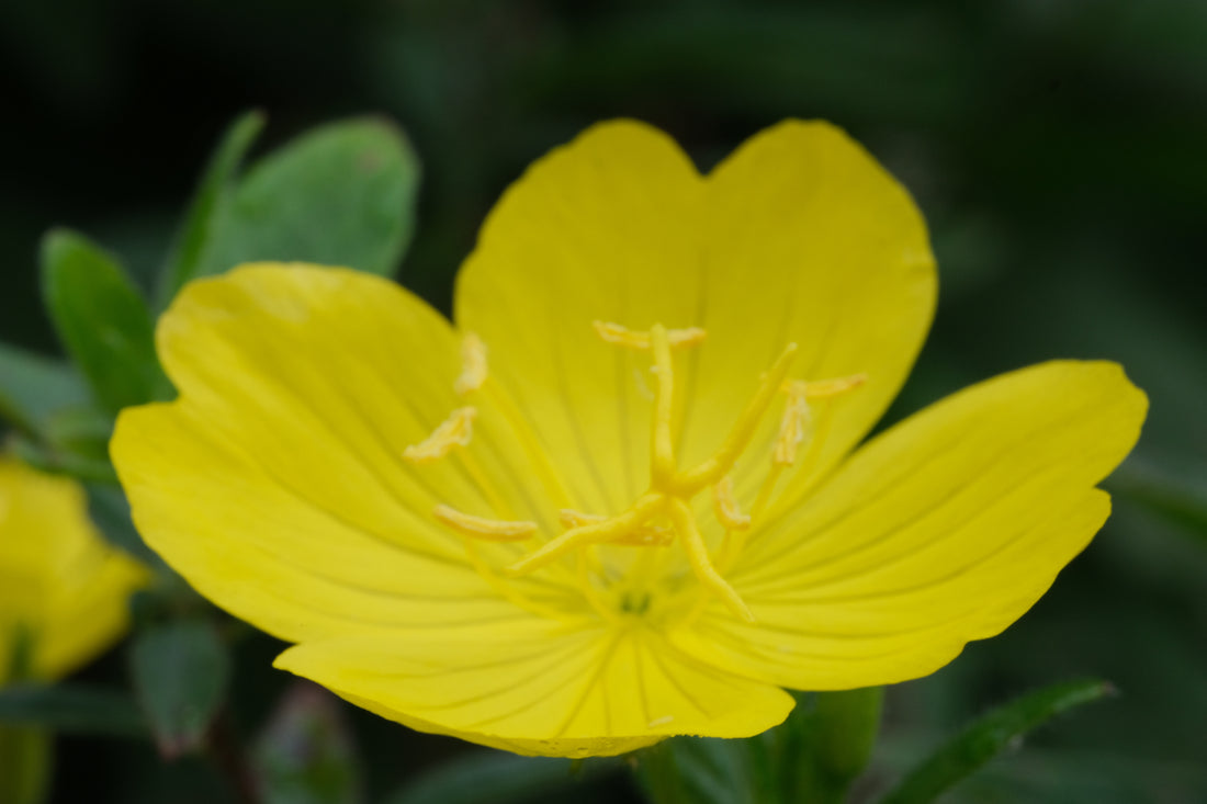 Oenothera pilosella single yellow bloom