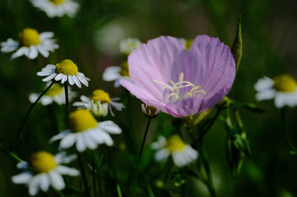 Oenothera speciosa (pinkladies) pink flower