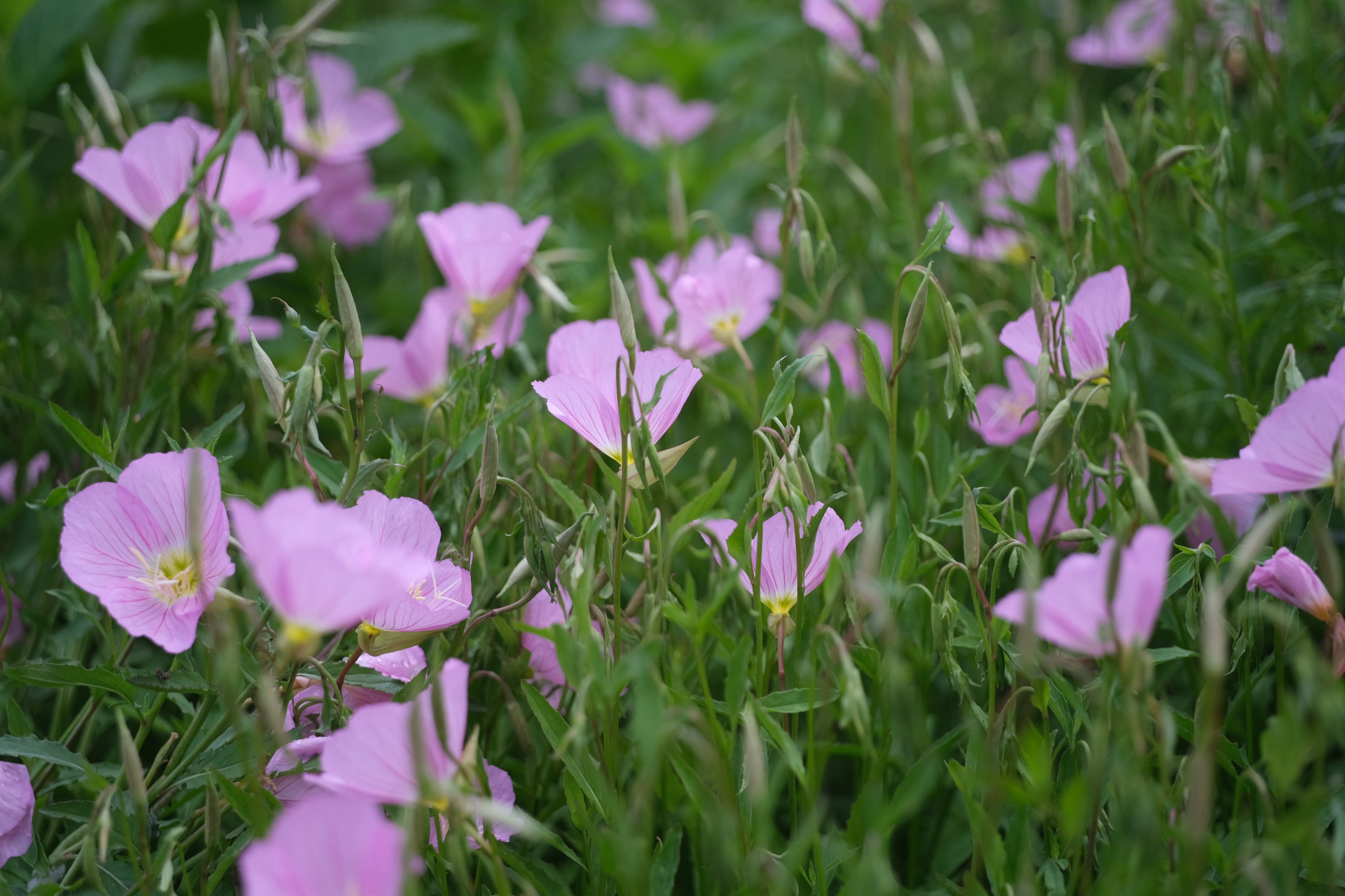 Pink Oenothera speciosa, commonly known as pink ladies, flowers with green foliage