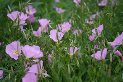 Pink Oenothera speciosa, commonly known as pink ladies, flowers with green foliage