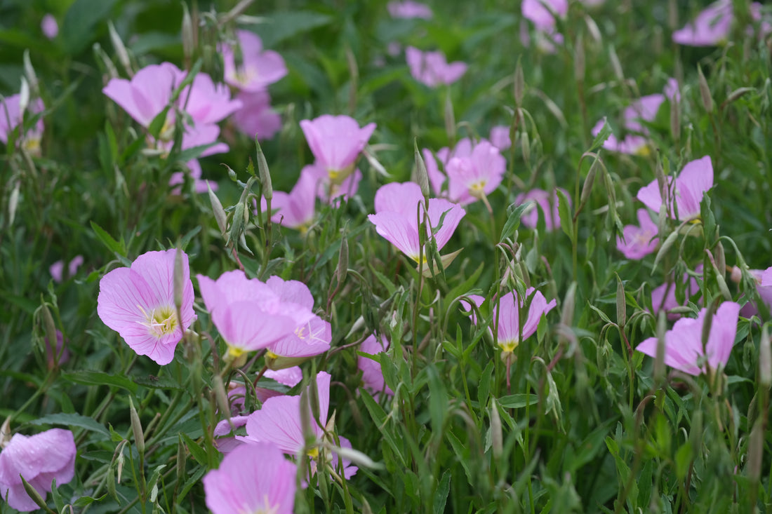 Pink Oenothera speciosa, commonly known as pink ladies, flowers with green foliage