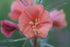 Close-up of a salmon pink Oenothera versicolor &