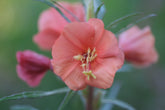 Close-up of a salmon pink Oenothera versicolor &