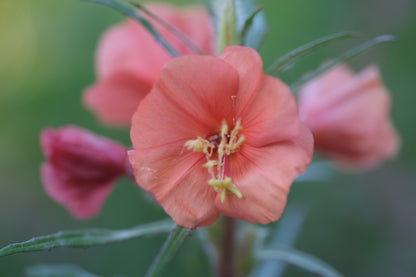Close-up of a salmon pink Oenothera versicolor &