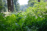 Onoclea sensibilis (sensitive fern) in the garden