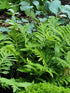 Onoclea sensibilis (sensitive fern) spring fronds