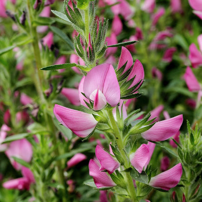 Ononis spinosa (spiny restharrow) flowers